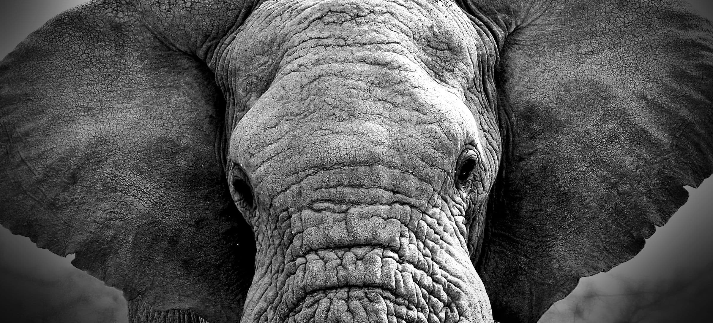 Elephant representing strength, memory and community