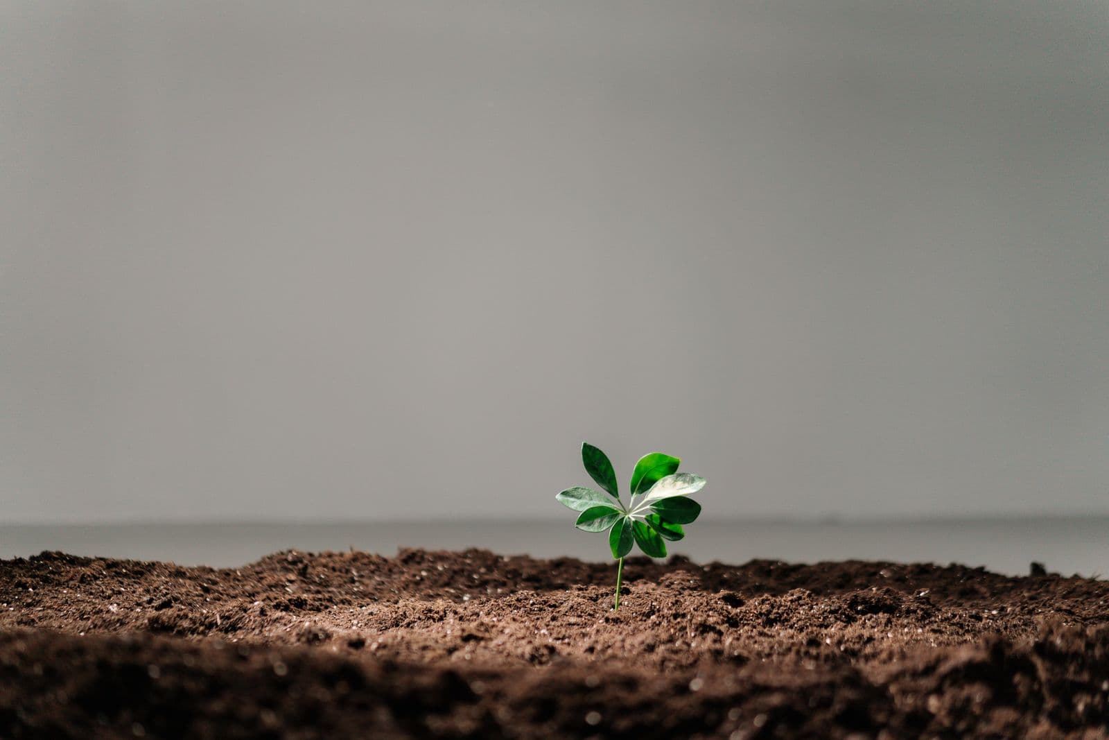 Young plant growing from soil